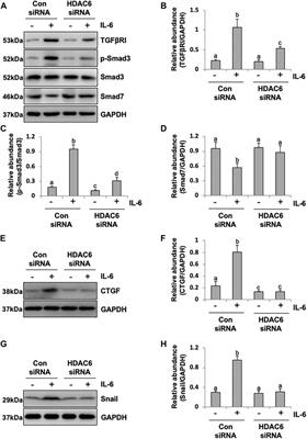 Requirement of Histone Deacetylase 6 for Interleukin-6 Induced Epithelial-Mesenchymal Transition, Proliferation, and Migration of Peritoneal Mesothelial Cells